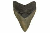 Serrated, Fossil Megalodon Tooth - Georgia #332838-1